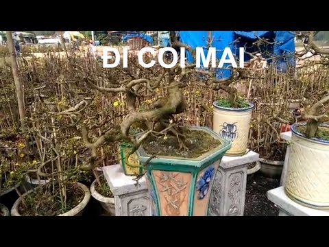 Cùng xem mai bonsai - Bonsai Binh Dinh