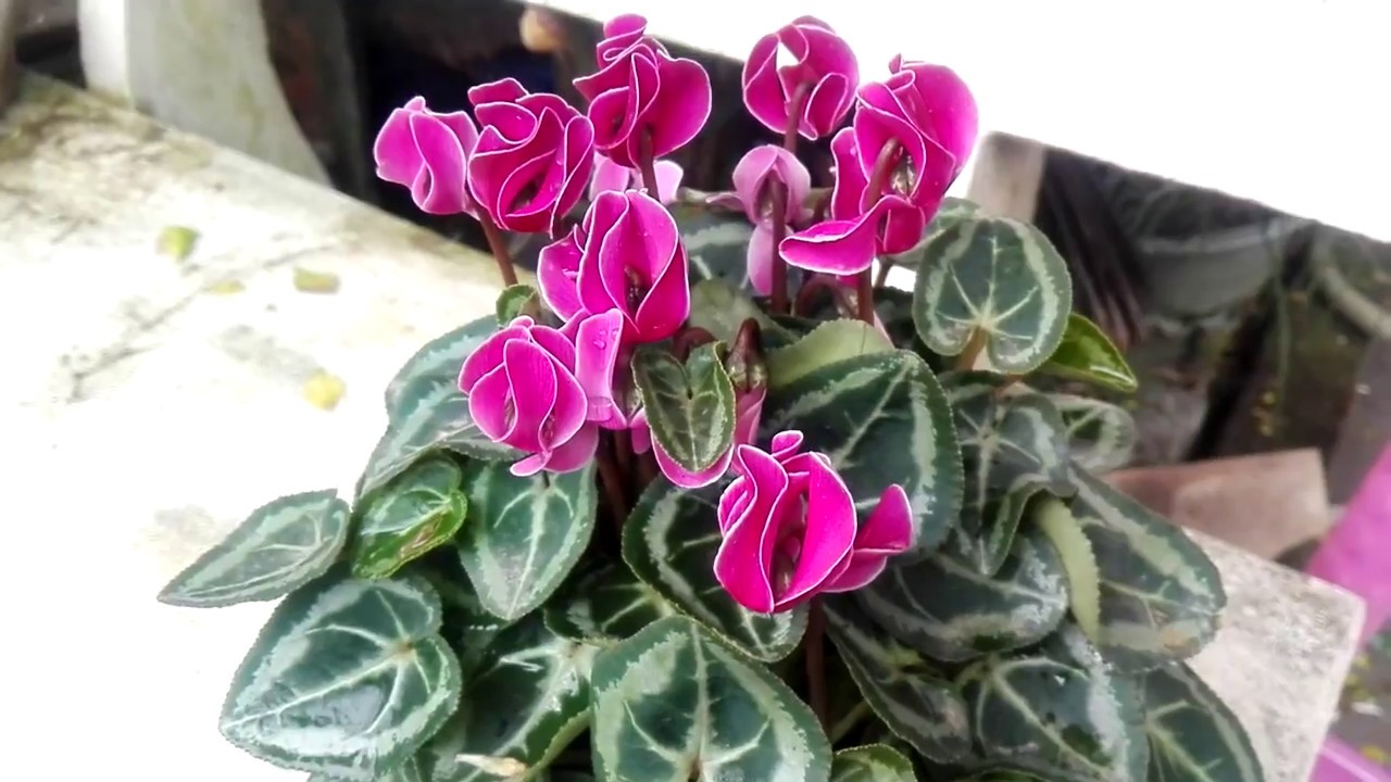 Cyclamen persicum | Hoa Anh Thảo [cay xanh quanh ta]