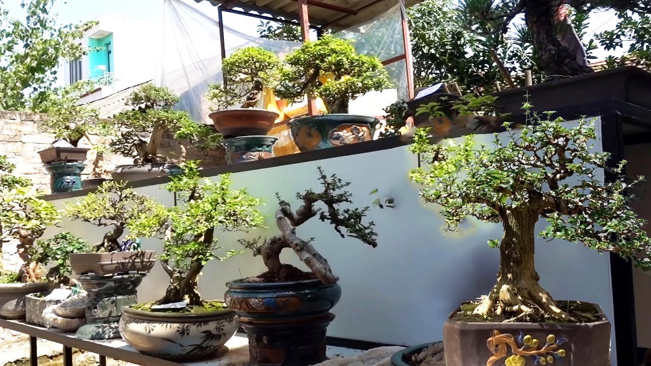 Dàn cây nét căng, quái thế, cây nhập ngoại, giá tiền như nào - selling beautiful bonsai trees