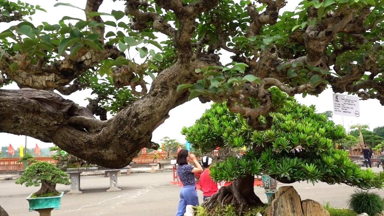 Dàn cây và tiểu cảnh sửng sốt nhất triển lãm - the most beautiful bonsai trees