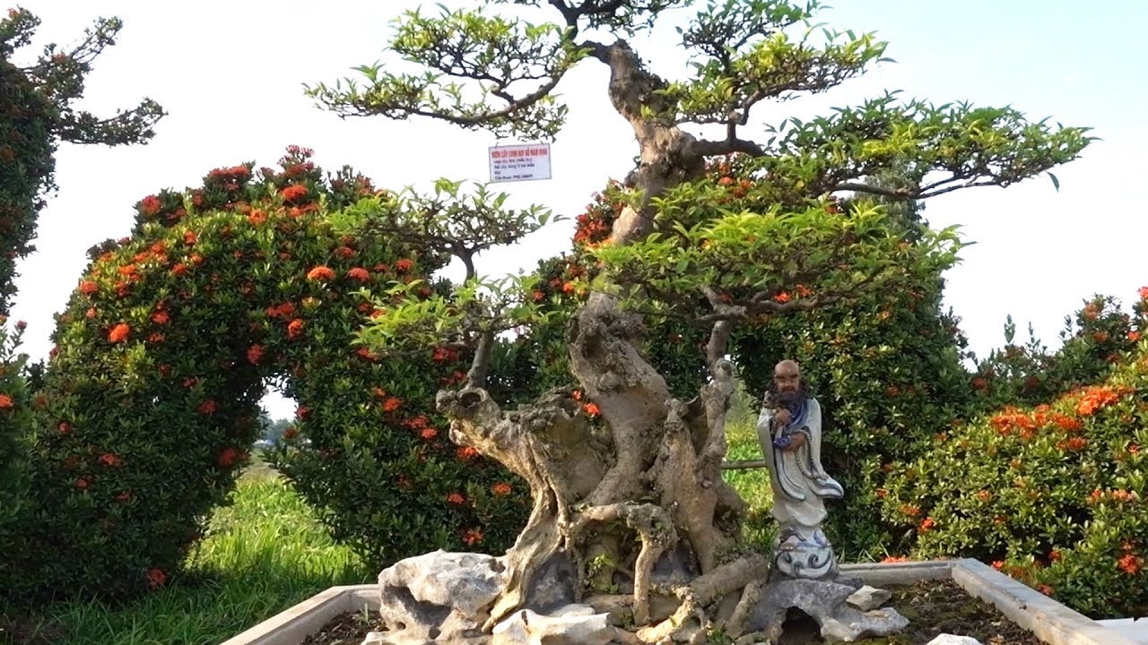 Dạo quanh khu thương mại ở triển lãm cây cảnh Nam Định, ngắm hàng hiếm - bonsai market in Nam Dinh