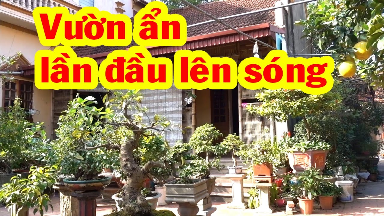 Đến vườn mới thấy chủ vườn rất khéo tay, làm cây rất kỹ, tham khảo giá cây cảnh - beautiful bonsai