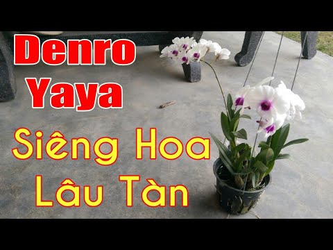 Denro Yaya mặt bông trắng đẹp, loại lan siêng hoa lâu tàn