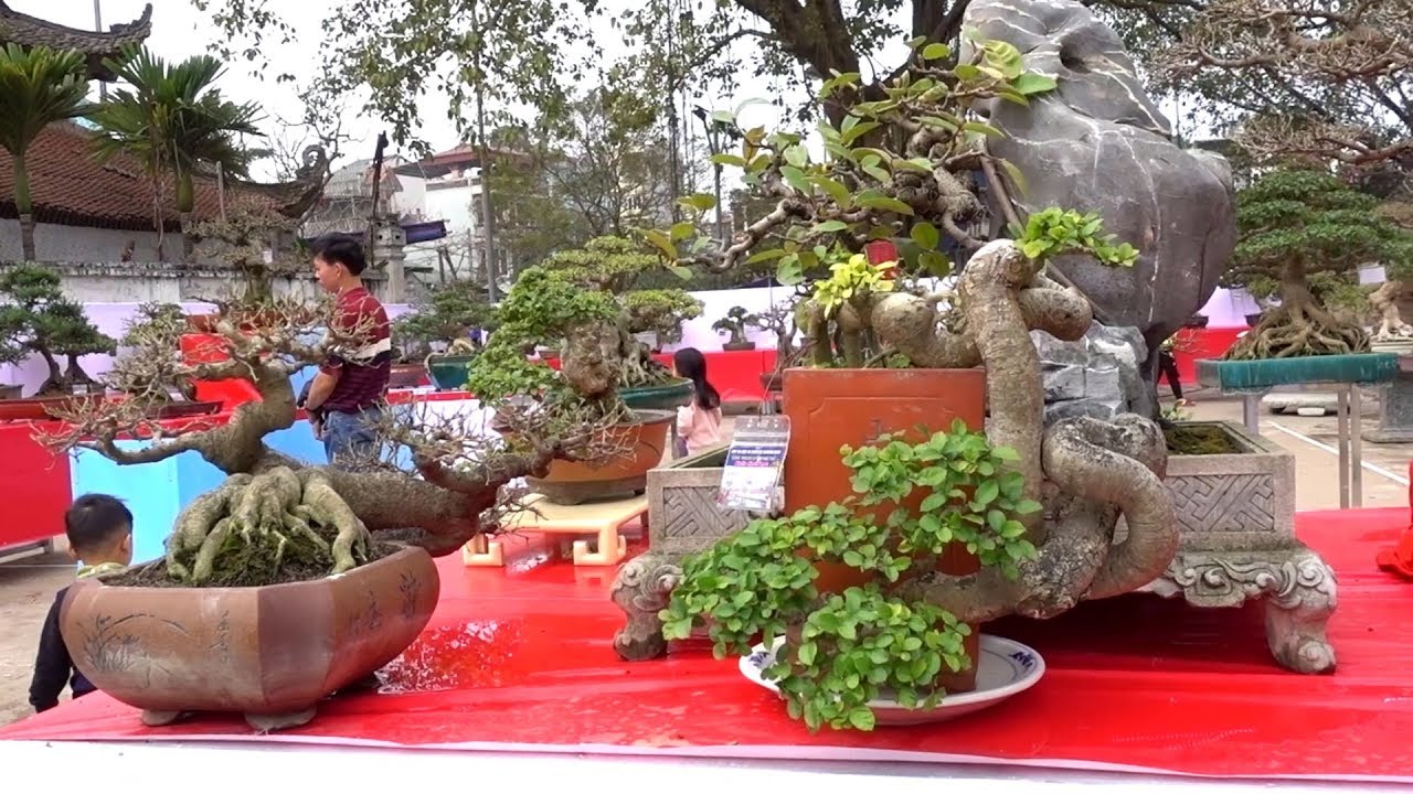 Đẹp mê ly, quái cực kỳ, lu hết ý - strange shape bonsai at bonsai exhibition