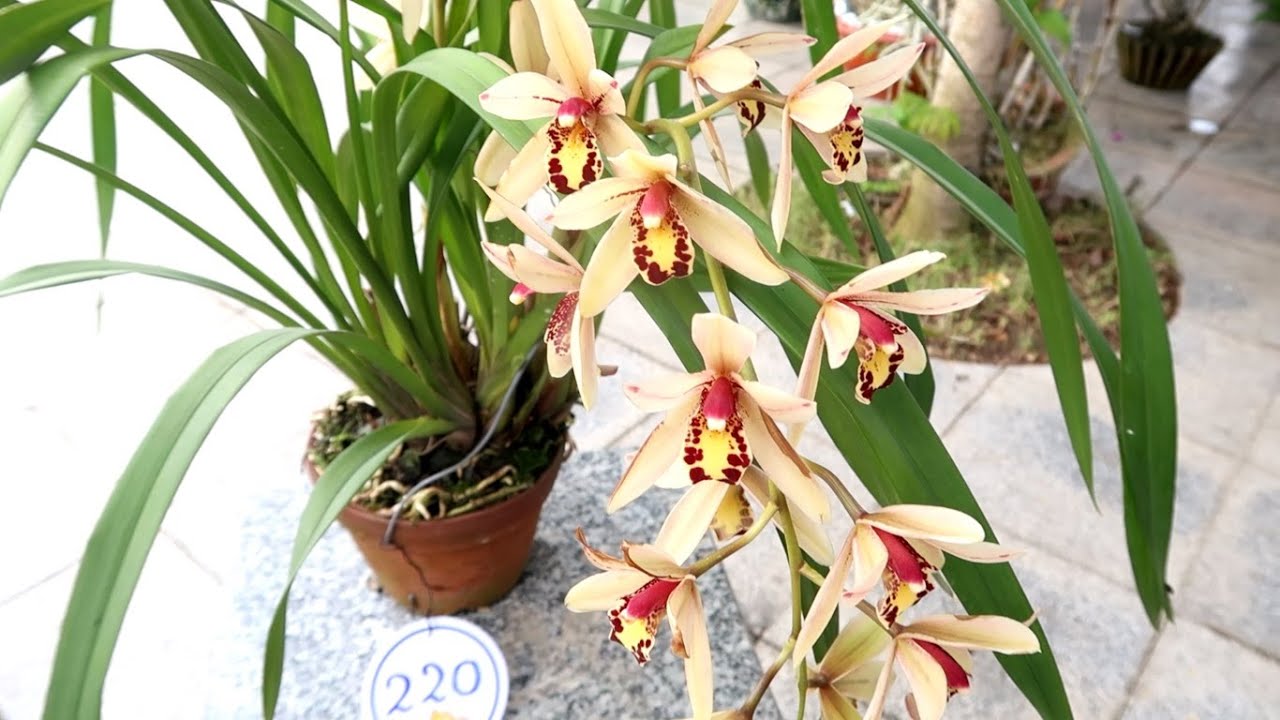 Địa lan kiếm - Cymbidium