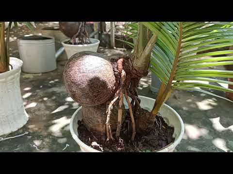 Dừa bonsai - Coconut bonsai - Nghề vừa học vừa chơi vừa kiếm thêm thu nhập.