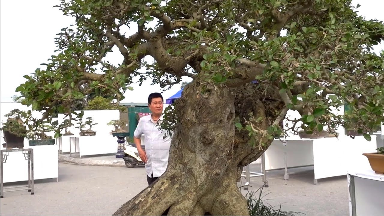 Duối đẹp, nguyệt quế và sanh Nam Điền cực chất - Beautiful bonsai trees