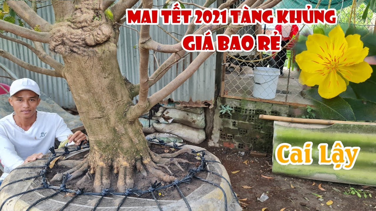 GỐC MAI ĐẾ NGUYÊN KHỐI ĐẶC giá siêu mềm 0965378787 chơi tết 2021 ở Cai Lậy