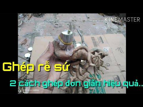 🌺 Ghép rễ sứ 2 cách ghép rễ đơn giản hiệu quả | Grafting adenium