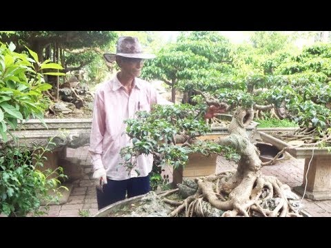 Gia đình có truyền thống về cây cảnh nghệ thuật - The family has bonsai communication