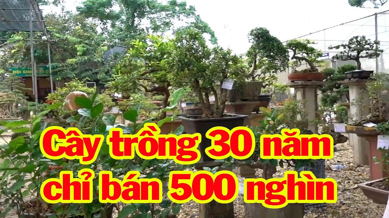 Giảm giá cực sốc cây trồng 30 năm chỉ bán 500 nghìn - selling beautiful bonsai trees