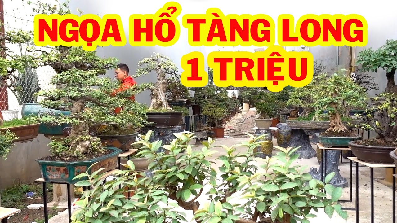 Giảm giá cuối năm cây đẳng cấp để các bác chơi tết - price of bonsai tree