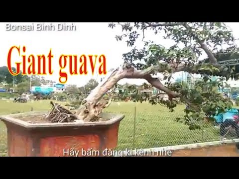 Giant guava, Cây ổi khủng quá - Bonsai Binh Dinh