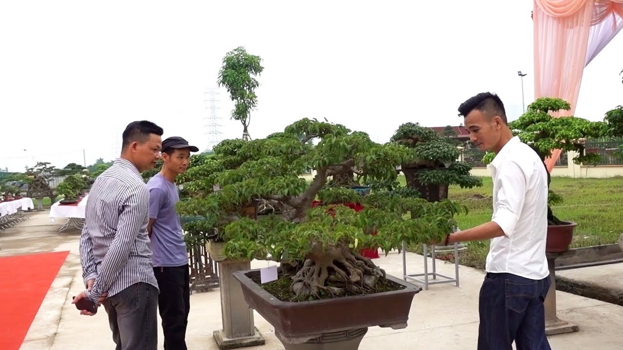 Giao dịch cây cổ 195 triệu. Em này mà động đến lại chết tiền - bonsai 195 million VND