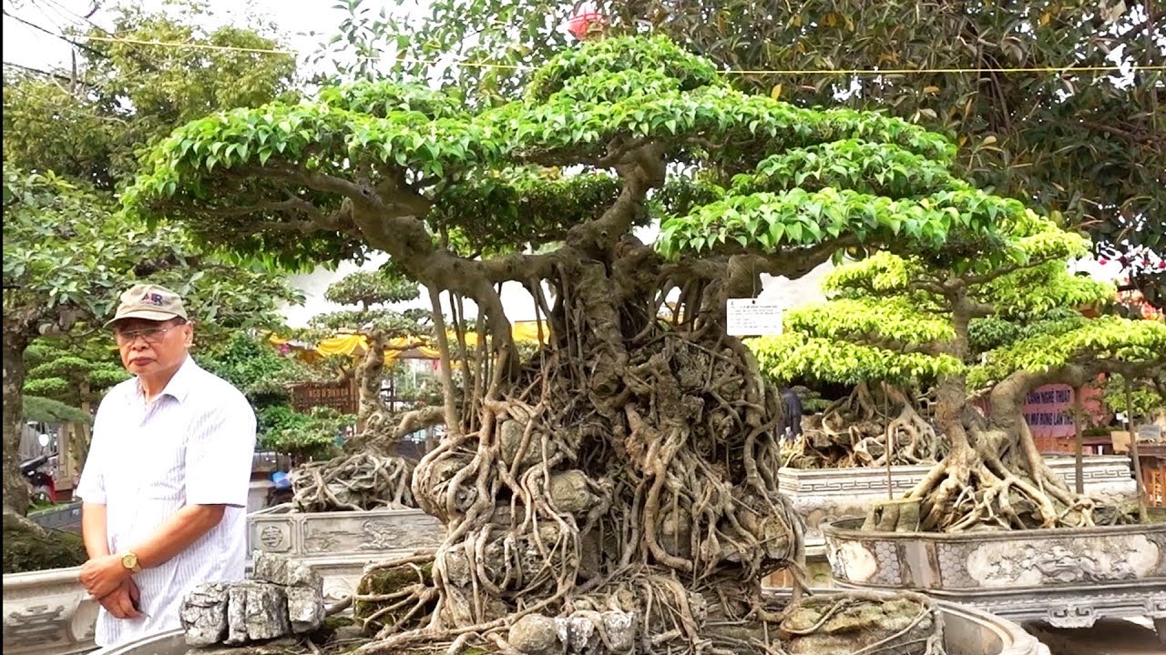 Giao dịch si 290 triệu, sanh lá móng đẹp nhất - the most beautiful bonsai tree