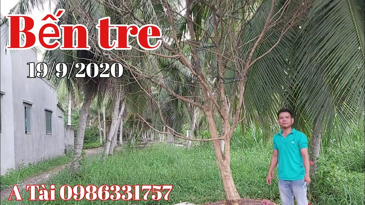 Giao lưu 1 cây mai tàng gặp A Tài 0986331757 Bến Tre