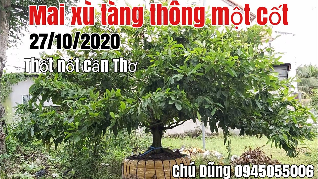 Giao lưu 1cây mai xù tàng thông một cốt gặp chú Dũng 0945055006