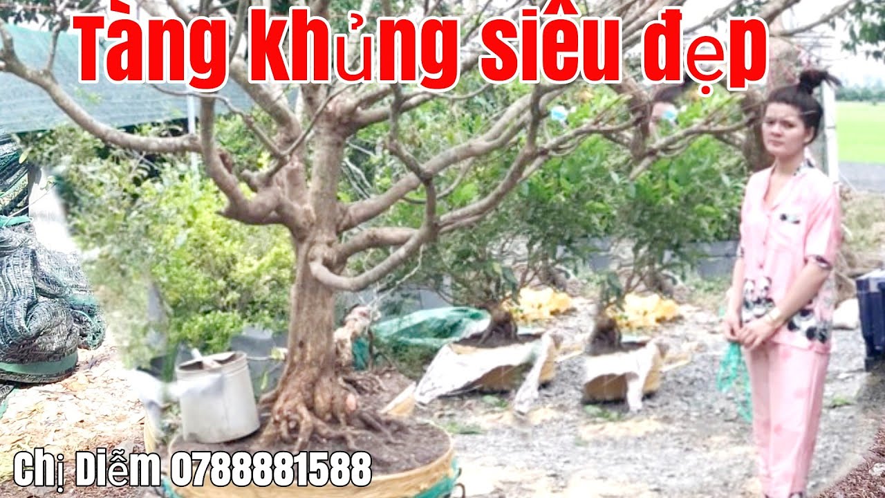 Giao lưu 2Cây tàng giá hữu nghị gặp vợ chồng Tú 0788881588 Hậu Giang