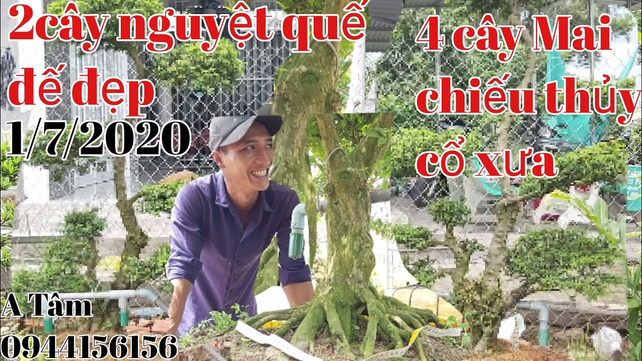 Giao lưu 4cây mai chiếu thủy cổ và 2 cây nguyệt quế đế đẹp gặp A Tâm 0944156156.