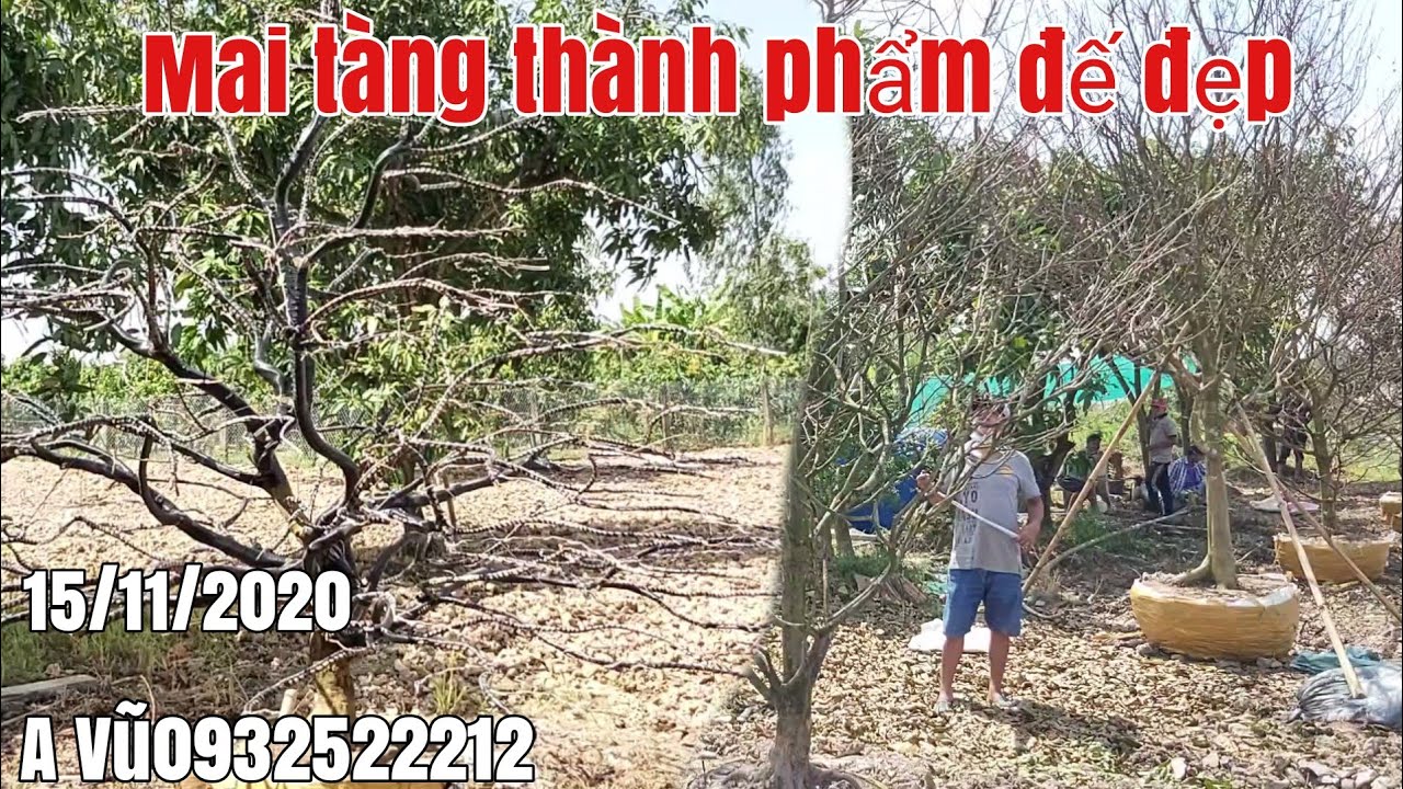 Giao lưu 5 cây mai tàng đế đẹp gặp A Vũ 0932522212 xã Hòa An Chợ Mới AG