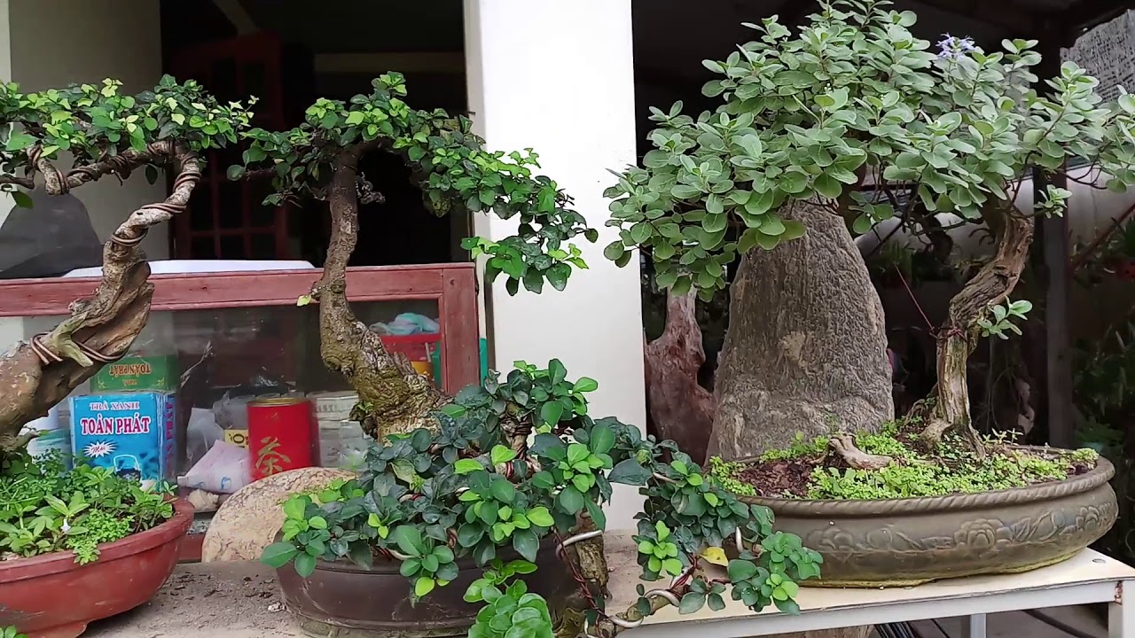 Giao lưu bonsai mini đẹp lạ 0983952357 A trung