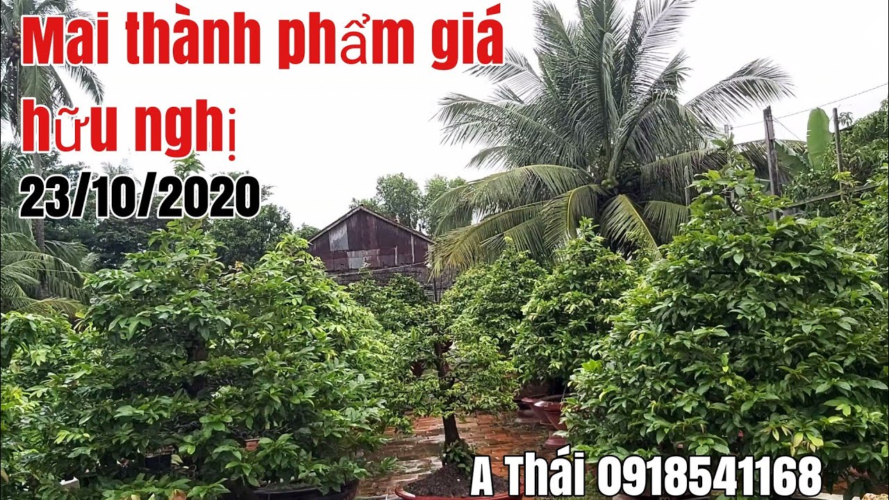 Giao lưu lô Mai thành phẩm giá hữu nghị gặp A Thái 0918541168