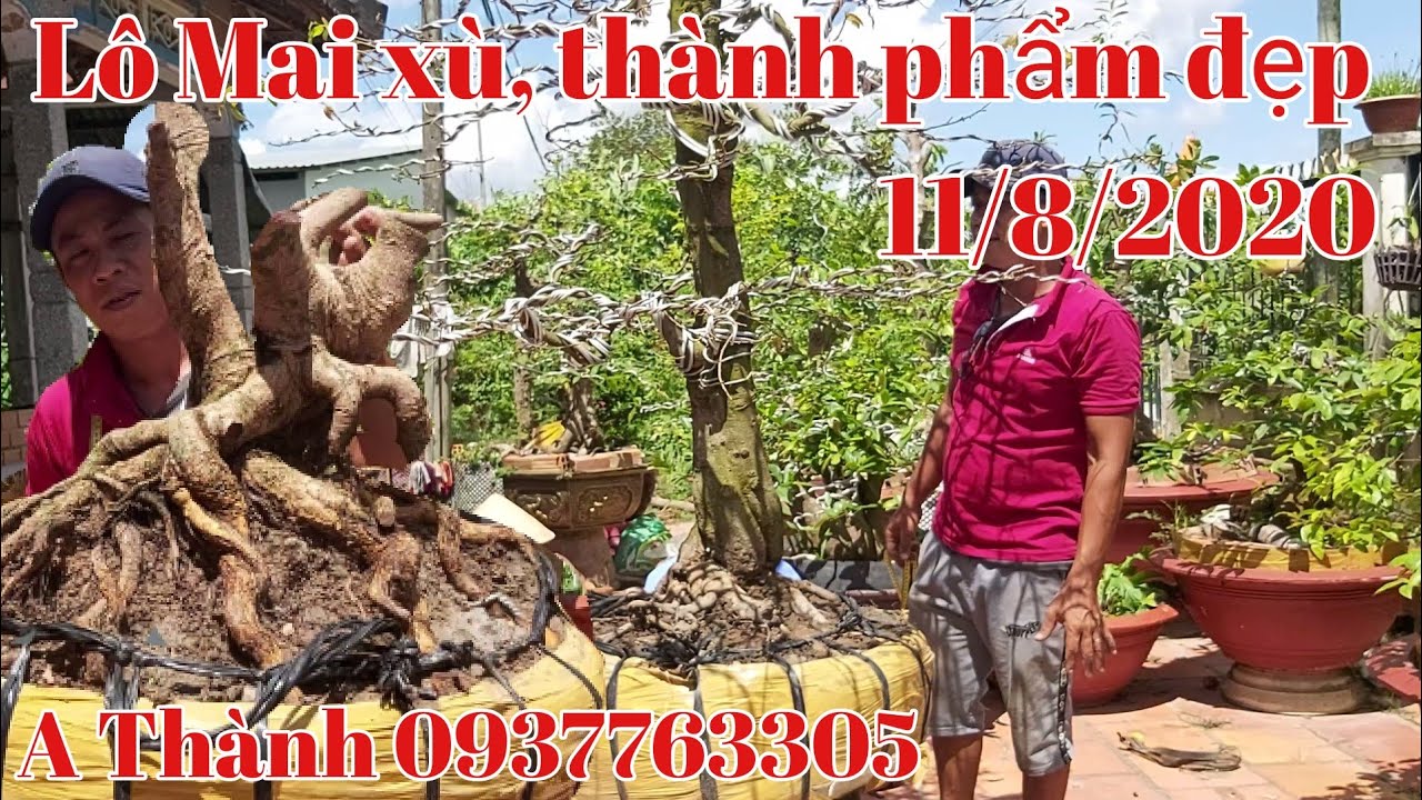 Giao lưu lô mai phôi, thành phẩm đẹp gặp A Thành 0937763305 ngày 11/8.