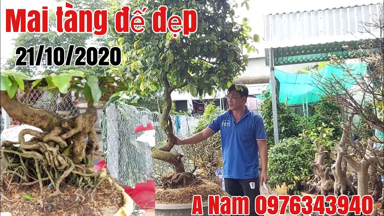 Giao lưu lô mai tàng đế quái , đẹp,dáng long gặp A Nam 0976343940