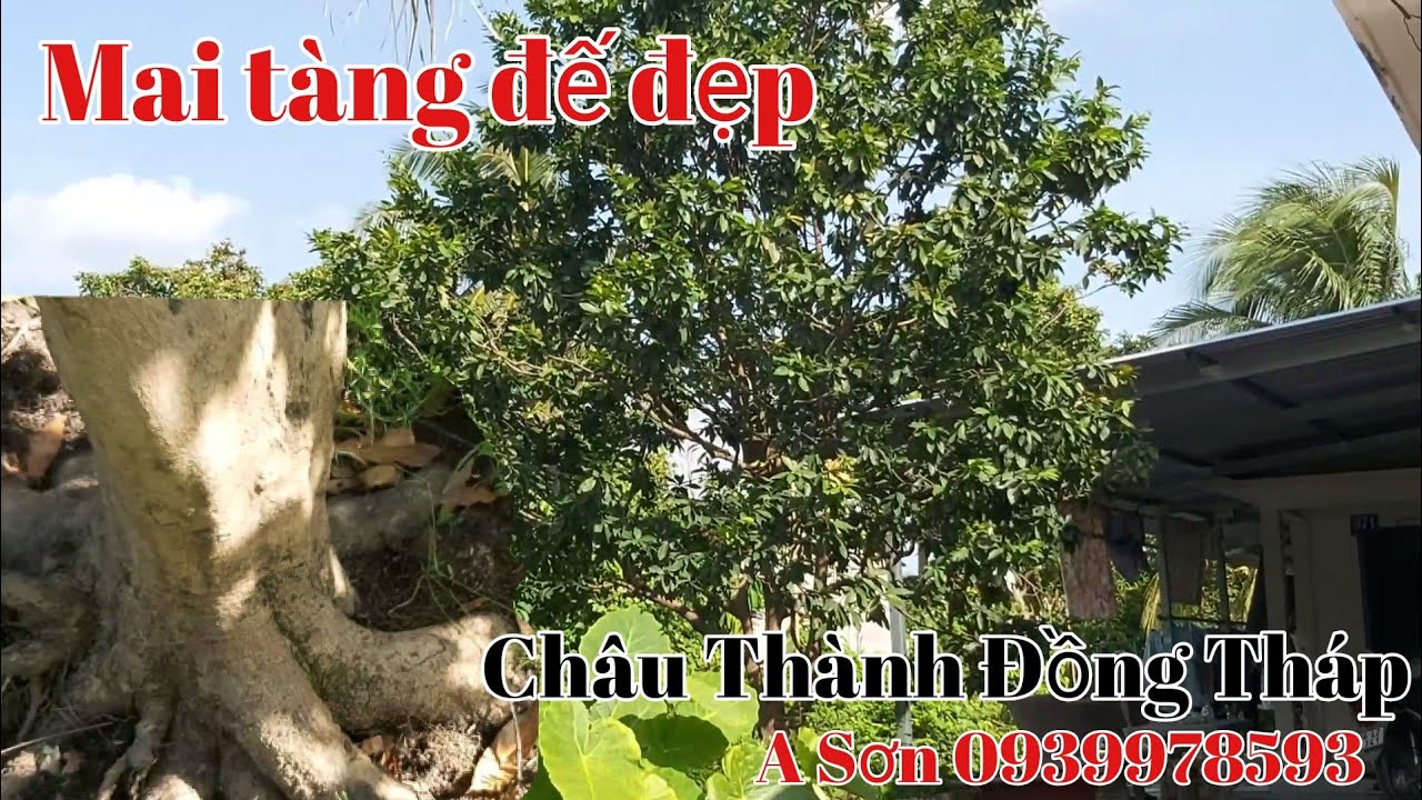 Giao lưu lô mai tàng và cây Mai dây đẹp giá mềm gặp A Sơn 0939978593 huyện Châu Thành Đồng Tháp