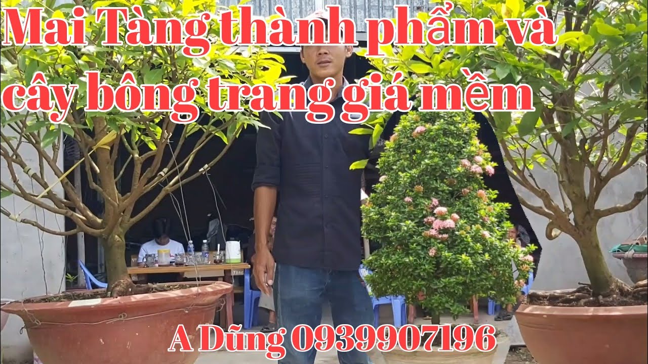 Giao lưu lô mai tàng và cây bông trang giá mềm tại TT Cái Dầu huyện Phú Tân AG gặp A Dũng 0939907196