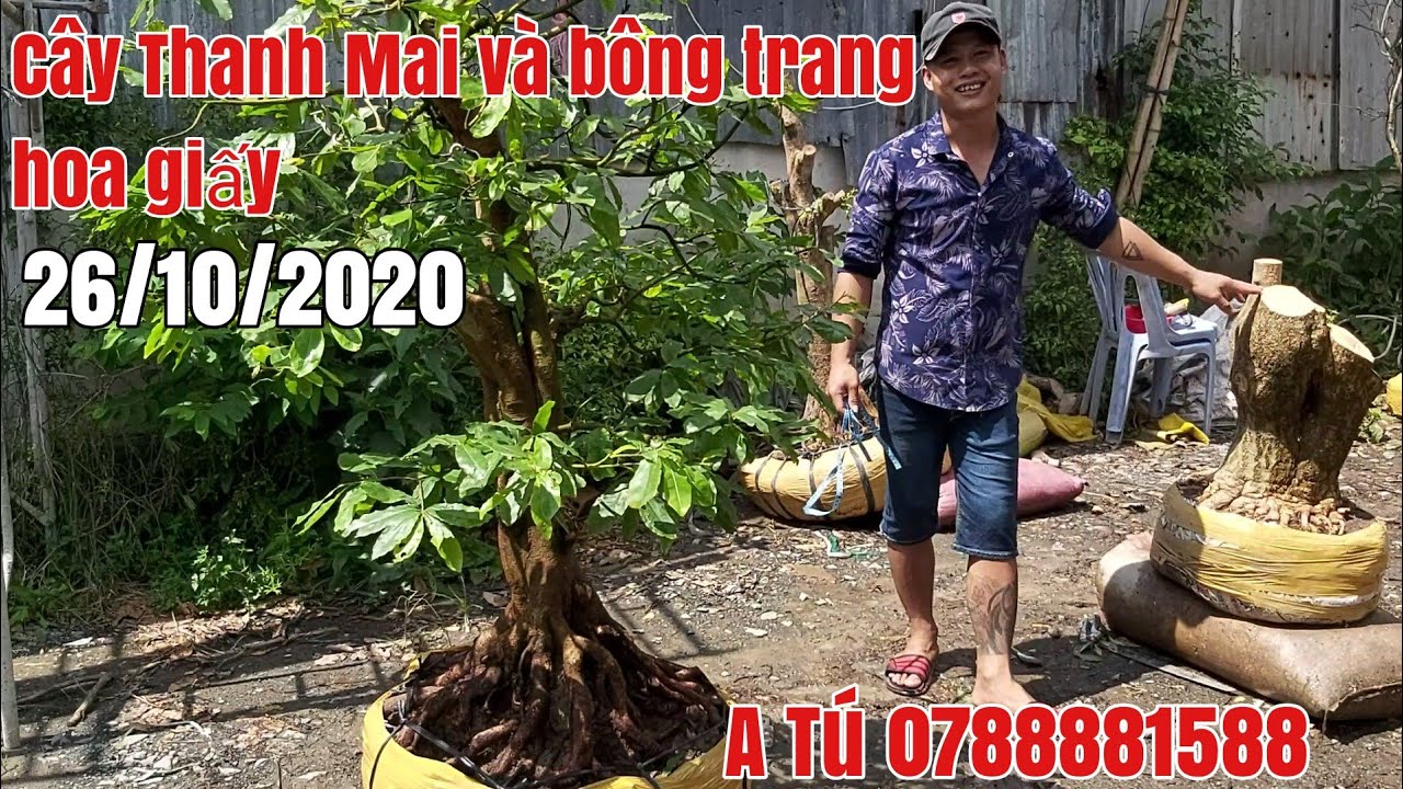 Giao lưu lô mai thành phẩm,thanh mai dáng thú gặp A Tú 0788881588