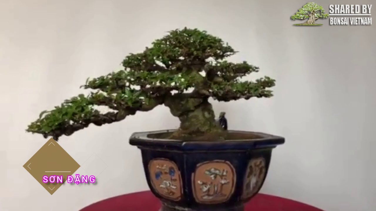 Giới thiệu các tác phẩm bonsai đẹp tháng 8 | Phần 2