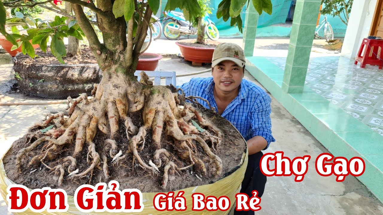 Gốc mai ĐẾ CỦ MÌ bông bao đẹp của Việt Chợ Gạo