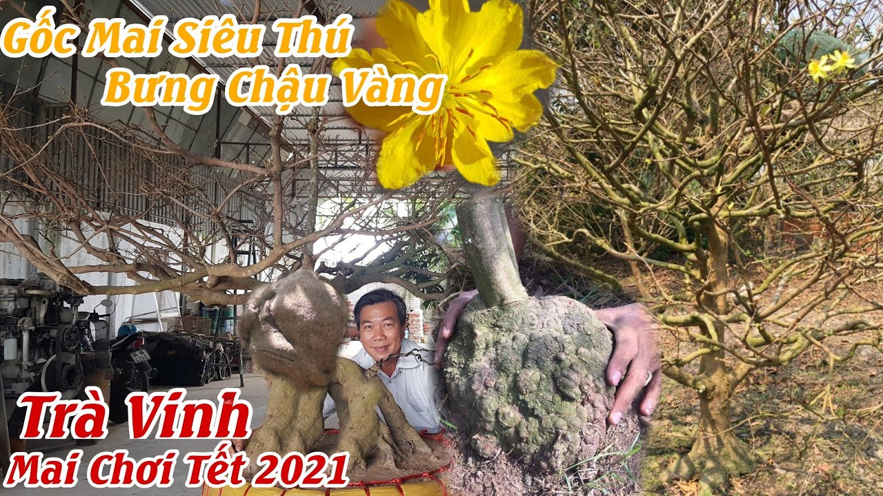 Gốc mai SIÊU THÚ chơi tết 2021 tại Trà Vinh 0776902486