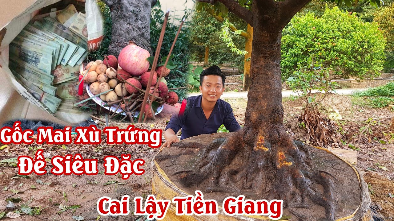 Gốc mai XÙ TRỨNG tương lai vô bờ bến của anh Nhí Cai Lậy 0967805836