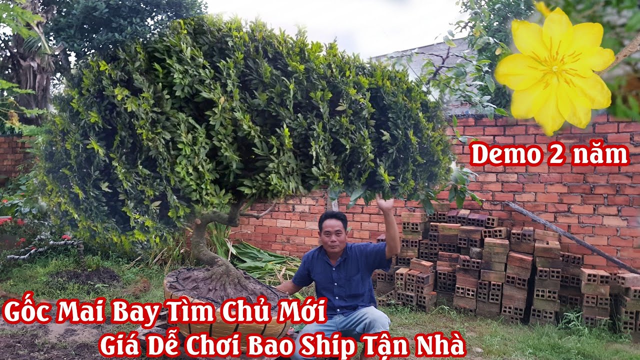 Gốc mai bay HƠI BỊ QUÁI bông Siêu Đẹp của anh Tùng Trà Vinh