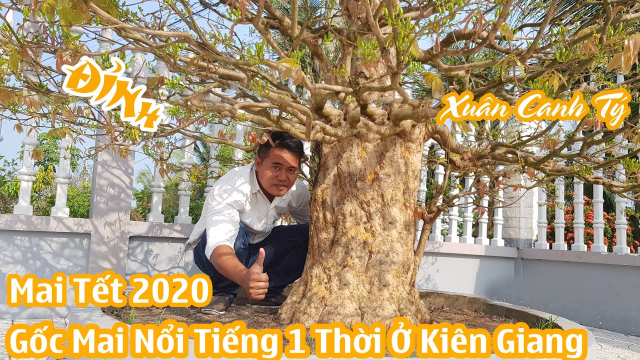 Gốc mai chơi tết 2020 ĐỈNH nhất Kiên Giang có gì đặc biệt 0947776724