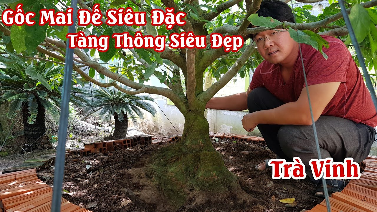 Gốc mai có củ đế SIÊU TO tương lai vô bờ bến của anh Phong Trà Vinh 0975108890