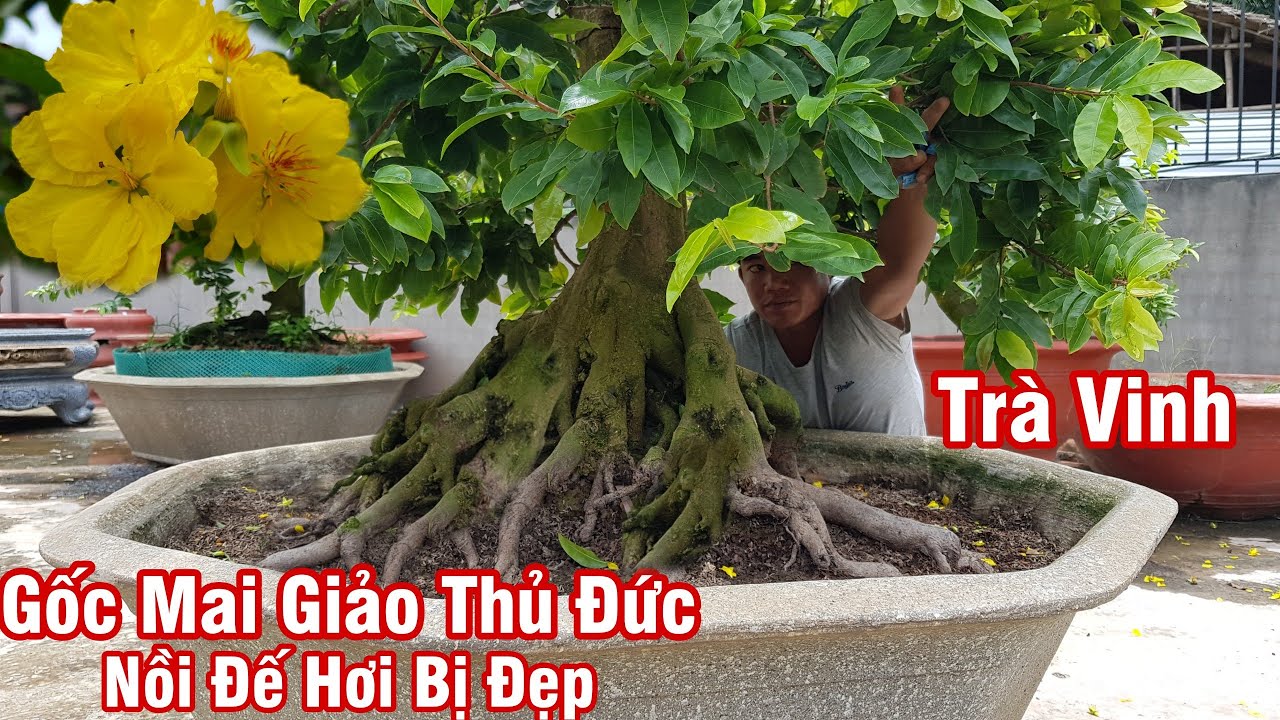 Gốc mai giảo Thủ Đức nhìn nồi đế đi không nổi của anh Hùng Trà Vinh 0362260816