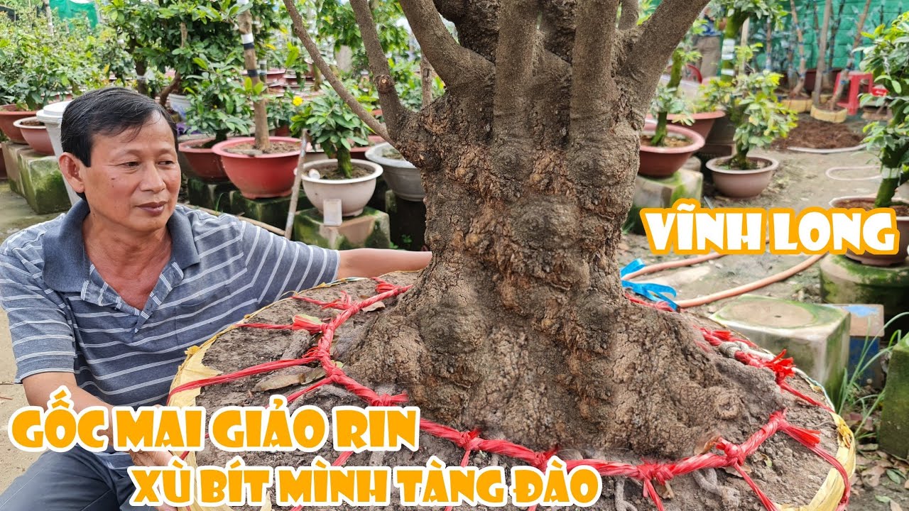 Gốc mai giảo rin XU CHẢY BÍT MÌNH của chú Nhị Vĩnh Long 0986001230