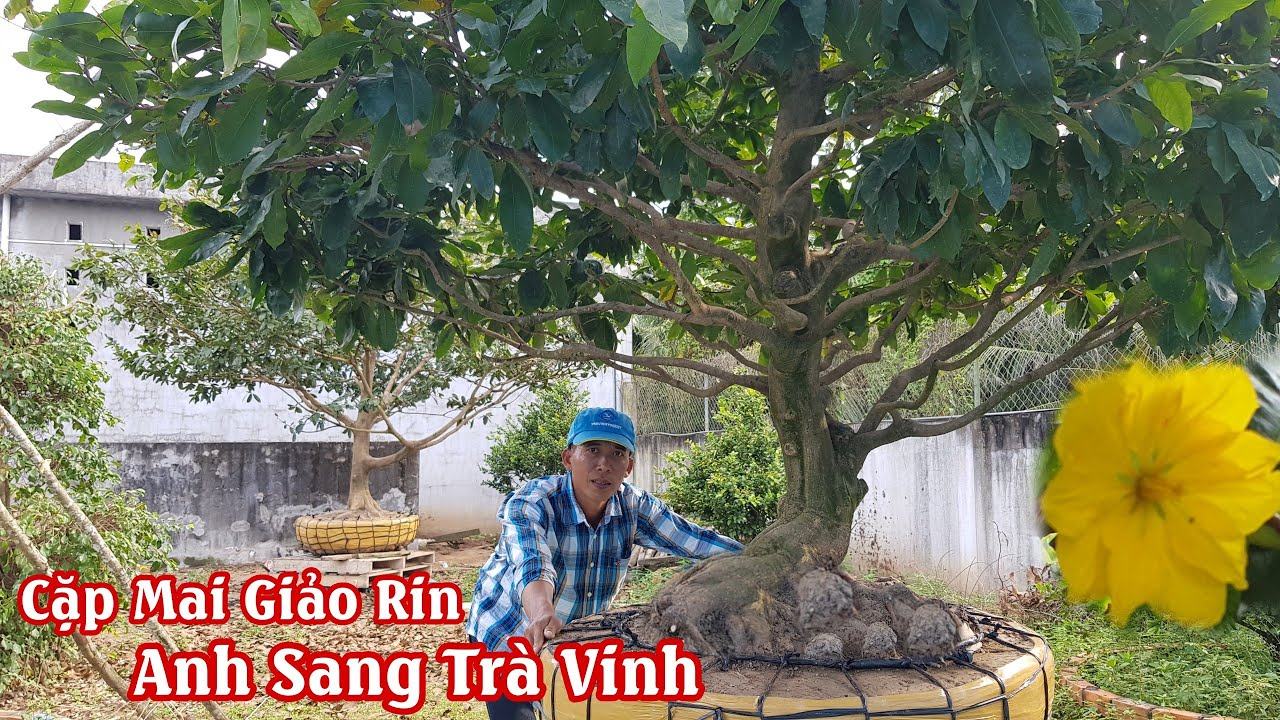 Gốc mai giảo rin của anh Sang Trà Vinh