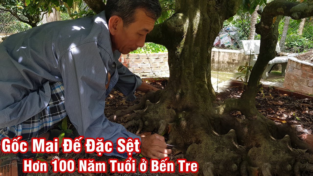 Gốc mai hơn 100 tuổi đế đặc sệt của chú 7 Phấn ở Bến Tre 0767638095