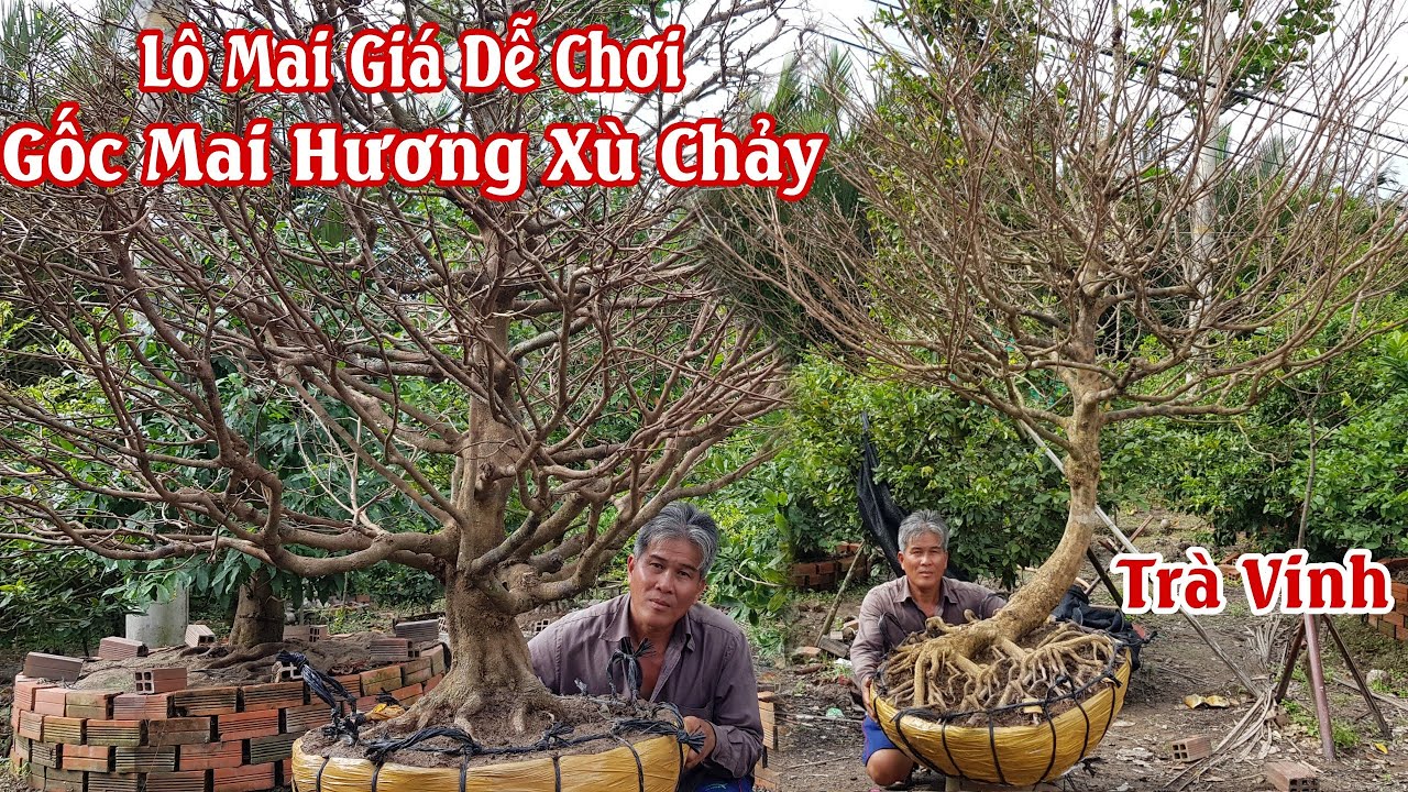 Gốc mai hương XÙ CHẢY tàng rin 1 cốt của anh Viễn Trà Vinh