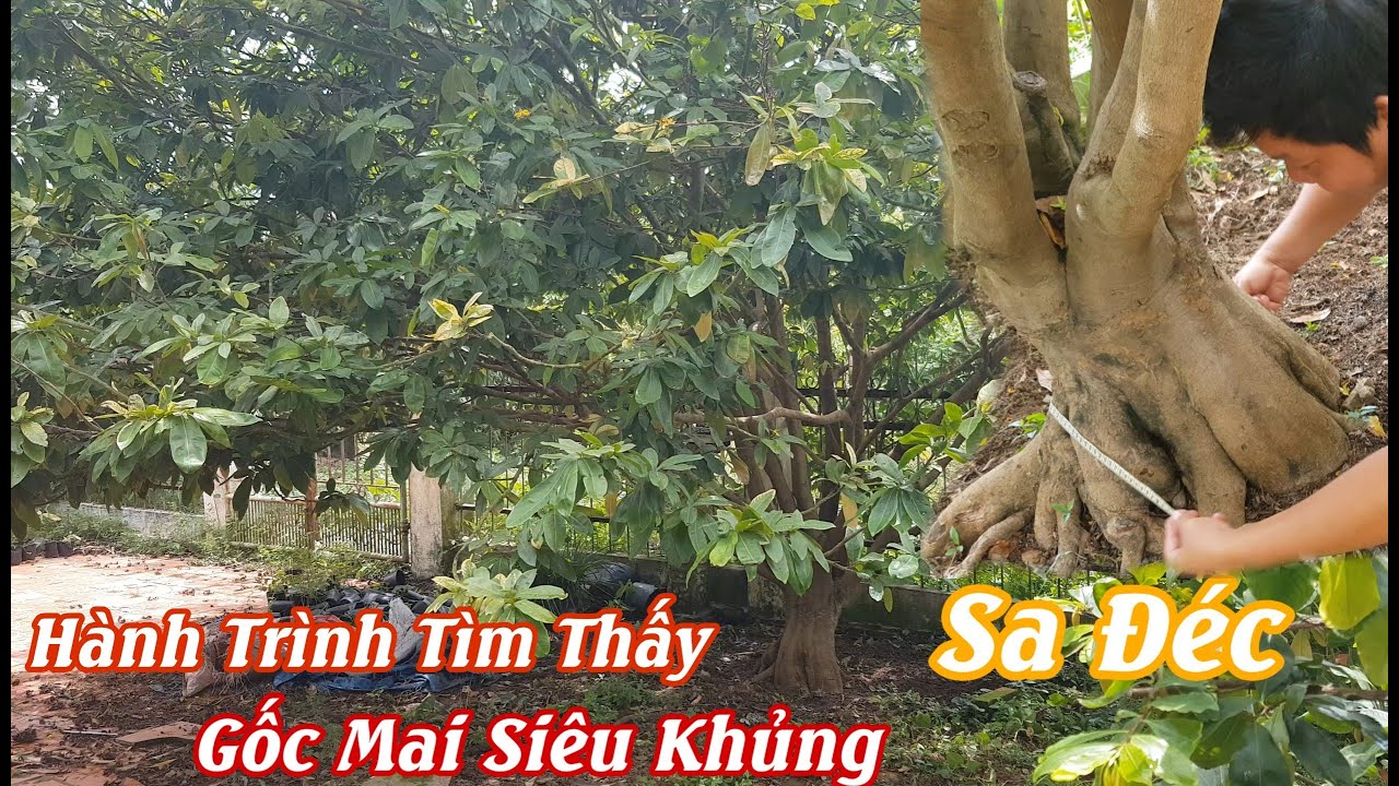 Gốc mai khủng siêu quái "CỦ ĐẾ ÔNG NỘI" của chú 2 Thương ở Sa Đéc