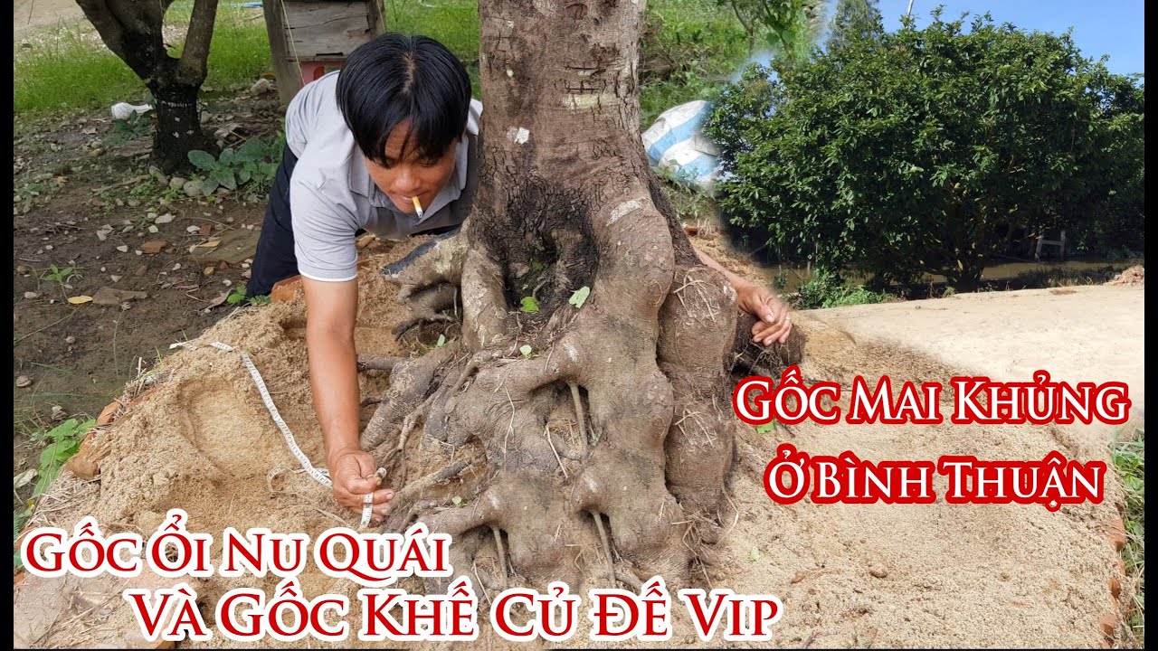 Gốc mai khủng và Góc Ổi Nu với khế cổ thụ đế VIP ở Bình Thuận 0978484767