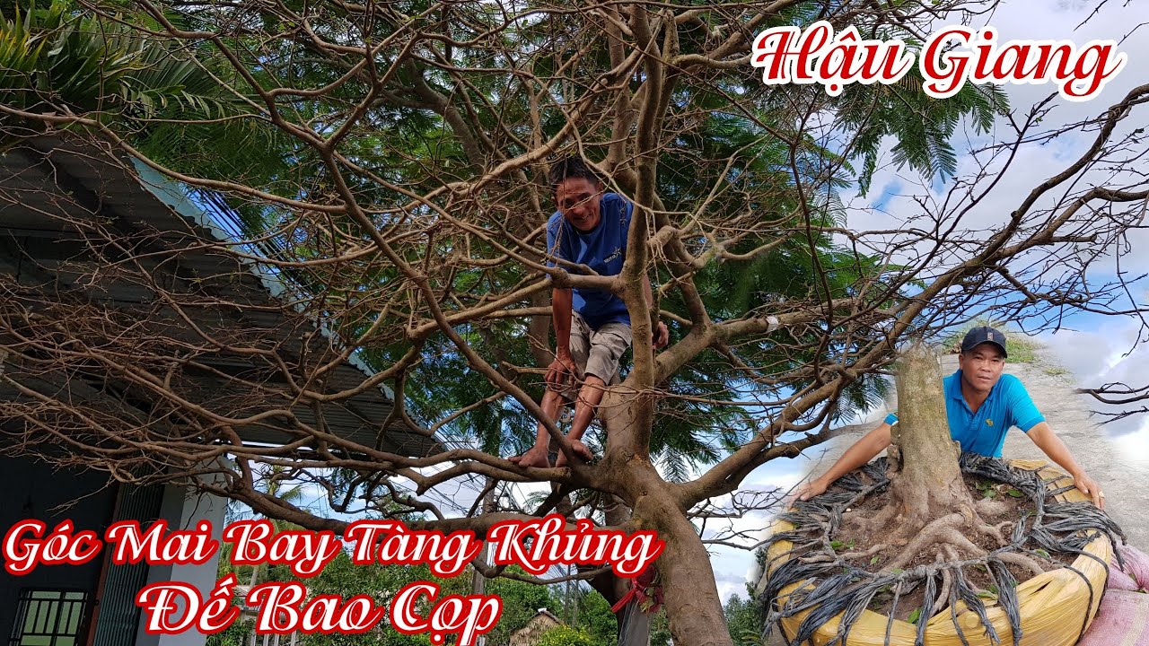 Gốc mai "DÁNG BAY" tàng khủng đế VIP của anh Vũ Hậu Giang 0834633667