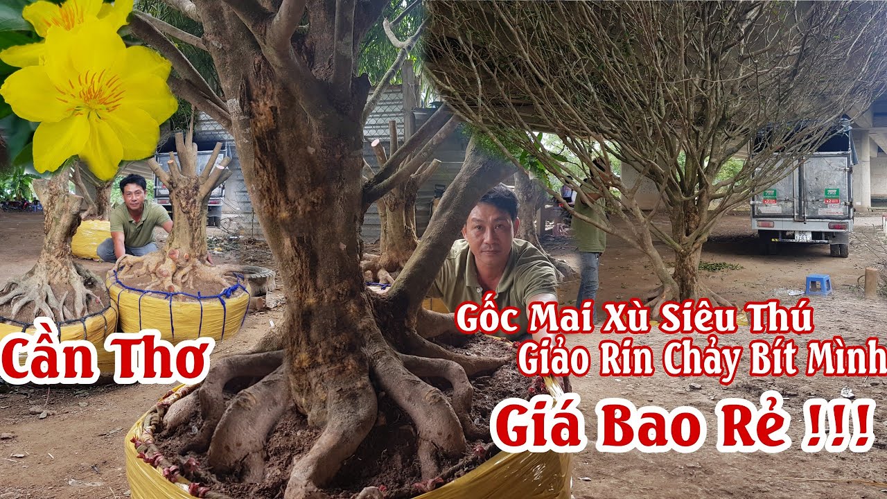 Gốc mai "GIẢO RIN XÙ CHẢY" siêu thú của anh Trí Cần Thơ 0932866660