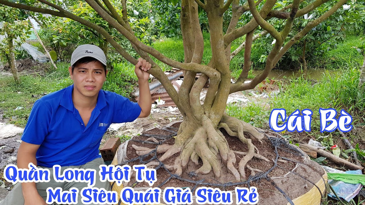 Gốc mai "QUẦN LONG HỘI TỤ" có bộ đế siêu đẹp ở Cái Bè 0946433212