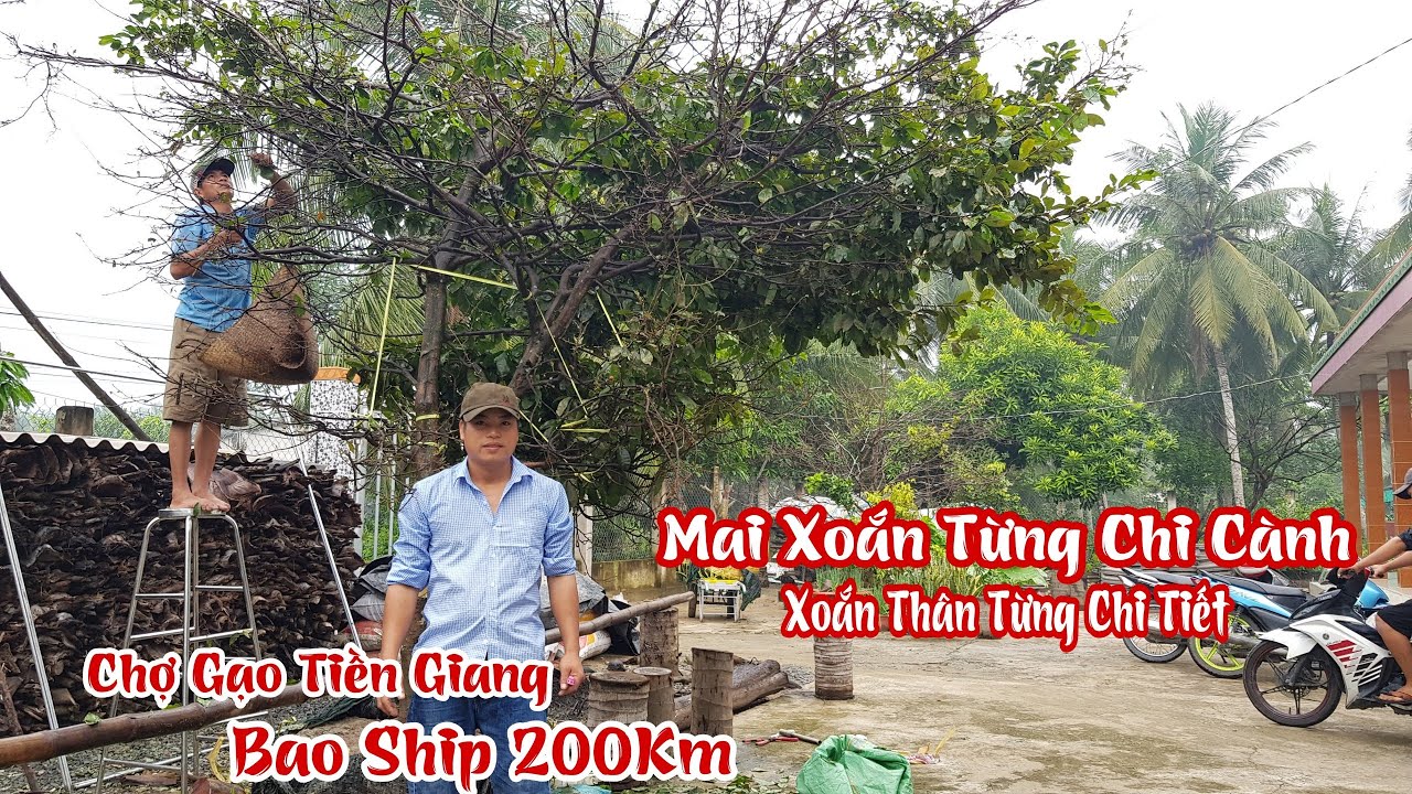 Gốc mai "XOẮN TOÀN THÂN KÌ LẠ" của anh Việt Chợ Gạo