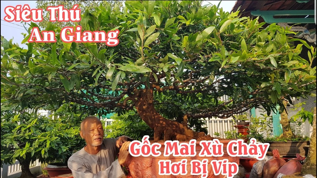 Gốc mai "XÙ CHẢY SIÊU THÚ" đẳng cấp của anh 3 Đời An Giang 0345989646